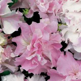 img-0: Петуния махровая Дабл Каскад Орхид Мист [50 драже] - ООО «Семена Тут»