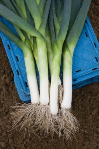 Лук порей Джампер F1 - ООО «Семена Тут»