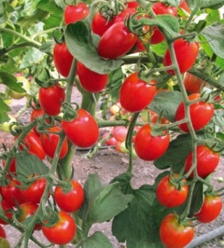 img-0: Томат Пейнтбол F1 - ООО «Семена Тут»