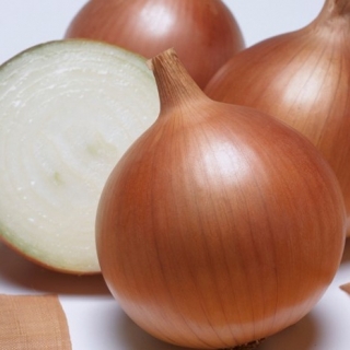 Лук репчатый Бенефит F1 - ООО «Семена Тут»