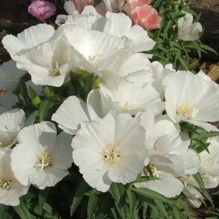 Годеция крупноцветковая Вейсер Страус - ООО «Семена Тут»