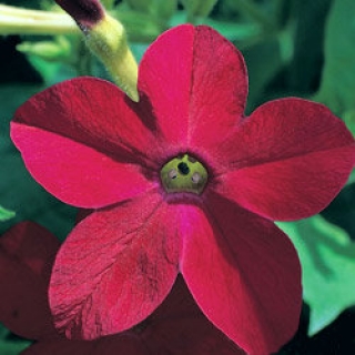 Табак Сандер Авалон Ред [1200 драже] - ООО «Семена Тут»