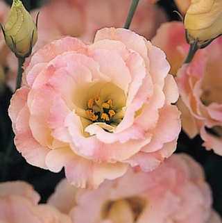 Эустома Арена 3 Шампань  [100 драже] - ООО «Семена Тут»