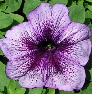 Петуния грандифлора Призм Блюберри Сандай [100 драже] - ООО «Семена Тут»