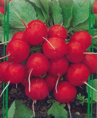 img-0: Редис Селеста F1 - ООО «Семена Тут»