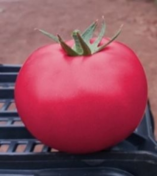 Томат Пинк Кристалл F1 - ООО «Семена Тут»