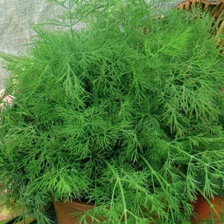 img-0: Укроп Обильнолистный - ООО «Семена Тут»