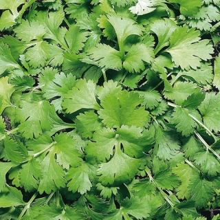 img-0: Кориандр Кин-Дза-Дза (калиброван.) - ООО «Семена Тут»