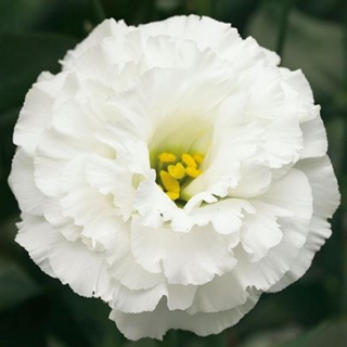 Эустома Корелли 2 Вайт [100 драже] - ООО «Семена Тут»