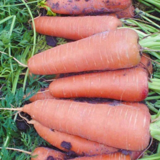 Морковь Каскад F1 (фракция: 1,8 -2,0 мм) - ООО «Семена Тут»