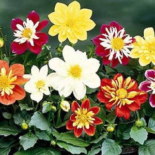 Георгина Арлекин Формула Микс [1000 шт] - ООО «Семена Тут»