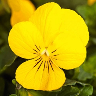 Виола рогатая Эдмаер Еллоу [100 шт] - ООО «Семена Тут»