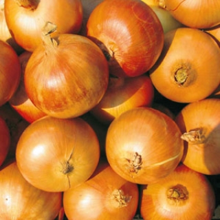 Лук репчатый Манас F1 - ООО «Семена Тут»