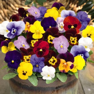 Виола рогатая Эдмаер Макси Микс [100 шт] - ООО «Семена Тут»