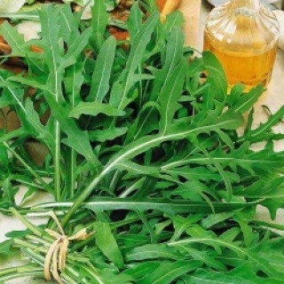 img-0: Рукола Пасьянс МЗ - ООО «Семена Тут»