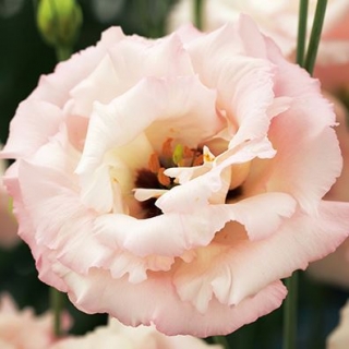 Эустома Корелли 2 Лайт Пинк  [100 драже] - ООО «Семена Тут»