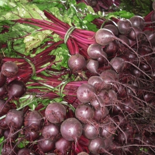 Свекла Ронда F1 - ООО «Семена Тут»