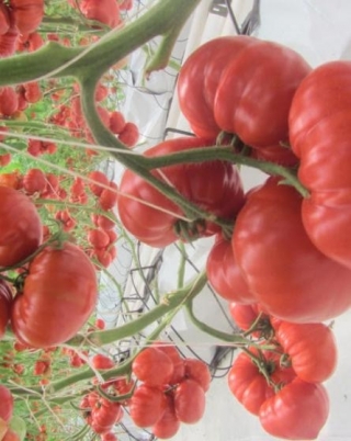 img-1: Томат Сарра F1 - ООО «Семена Тут»