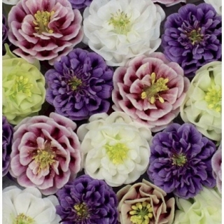 Аквилегия Винки Микс  [100 шт] - ООО «Семена Тут»