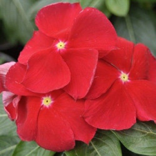 Катарантус Кора Ред [100 шт] - ООО «Семена Тут»