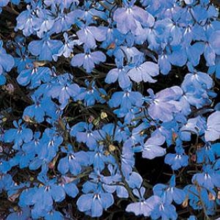 Лобелия ампельная Регата Блю Скай [100 м/драже] - ООО «Семена Тут»