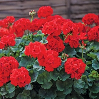 Пеларгония зональная Горизонт Дип Ред [1000 шт] - ООО «Семена Тут»