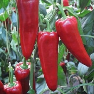 Перец Портека F1 - ООО «Семена Тут»
