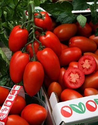 img-1: Томат Сэр Элиан F1 - ООО «Семена Тут»