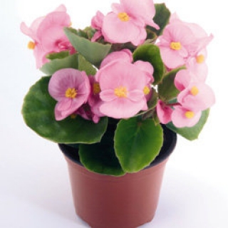 Бегония вечноцветущая Спринт Плюс Роуз [1000 драже] - ООО «Семена Тут»