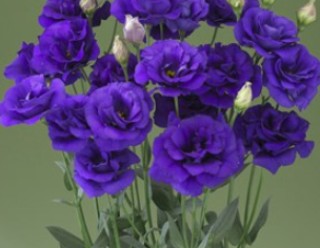 Эустома Арена 1 Парпл [500 драже] - ООО «Семена Тут»