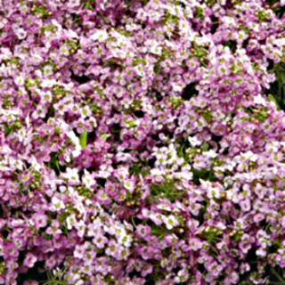 Алиссум Вондерленд Пинк [5000 шт] - ООО «Семена Тут»