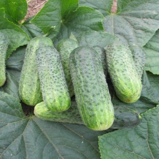 img-1: Огурец Вертина F1 - ООО «Семена Тут»