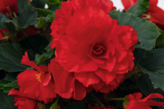 img-2: Бегония клубневая Нонстоп Джой Ред [1000 драже] - ООО «Семена Тут»