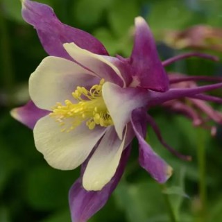 img-1: Аквилегия Эрлиберд Пурпл Еллоу [100 шт] - ООО «Семена Тут»