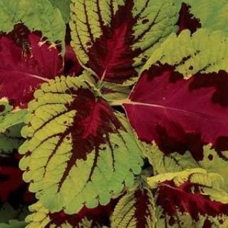 img-0: Колеус Конг Роуз [100 драже] - ООО «Семена Тут»