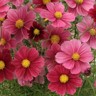 Космея Антикьюти [500 шт] - ООО «Семена Тут»