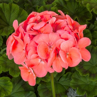 img-0: Пеларгония зональная Пинто Премиум Дип Салмон [1000 шт] (инкруст. семена) - ООО «Семена Тут»