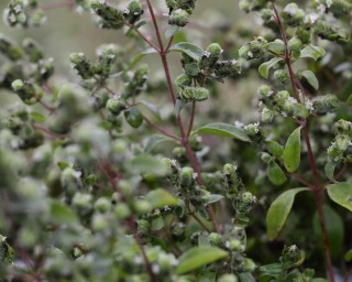 img-2: Майоран Массандра - ООО «Семена Тут»