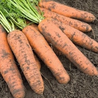Морковь Базель F1 - ООО «Семена Тут»