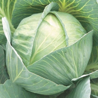 Капуста белокочанная Бомонд Агро F1 (инкруст. семена) - ООО «Семена Тут»