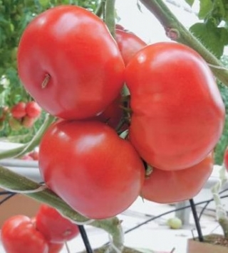 Томат Таманец F1 - ООО «Семена Тут»