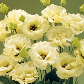 Эустома Корелли 3 Еллоу  [1000 драже] - ООО «Семена Тут»