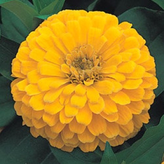 Цинния Дримленд Еллоу [10 гр] - ООО «Семена Тут»