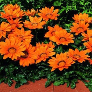 Газания Кисс Оранж [1000 шт] - ООО «Семена Тут»