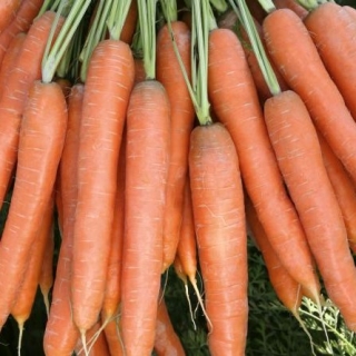 Морковь Престо F1 - ООО «Семена Тут»