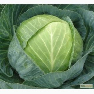 img-1: Капуста белокочанная Центурион F1 - ООО «Семена Тут»
