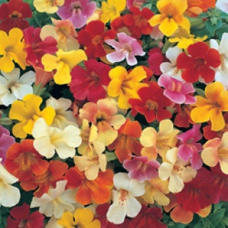 Мимулюс Мэджик Формула микс [1050 драже] - ООО «Семена Тут»