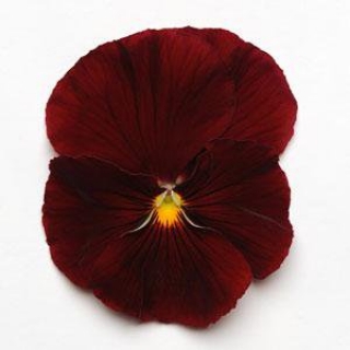 Виола крупноцветковая Матрикс Скарлет [100 шт] - ООО «Семена Тут»