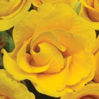 Примула махровая Примлет Голден Шейдес [100 шт] - ООО «Семена Тут»