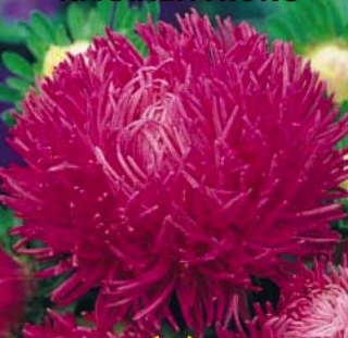 Астра коготковая Люкс - ООО «Семена Тут»